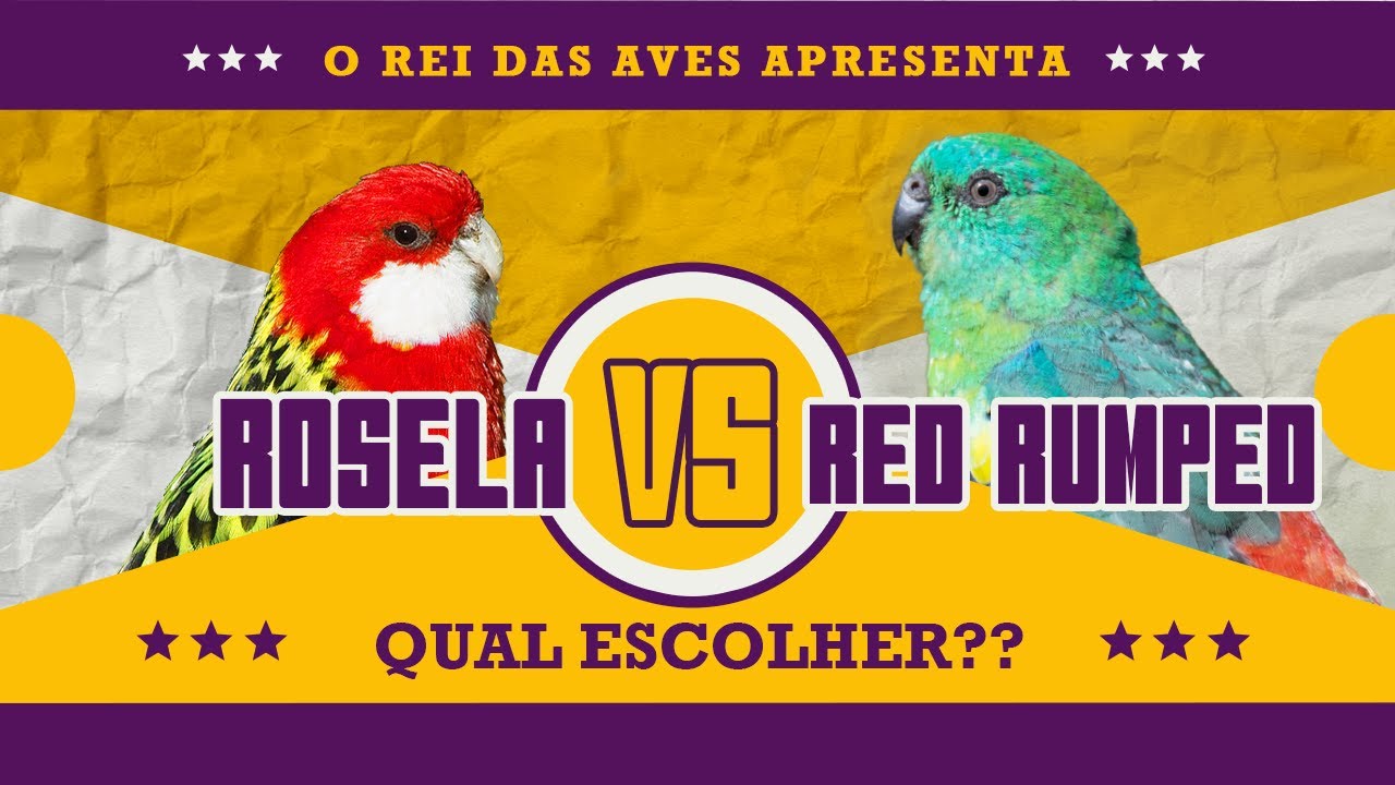 Duelo de aves: Rosela vs red rumped