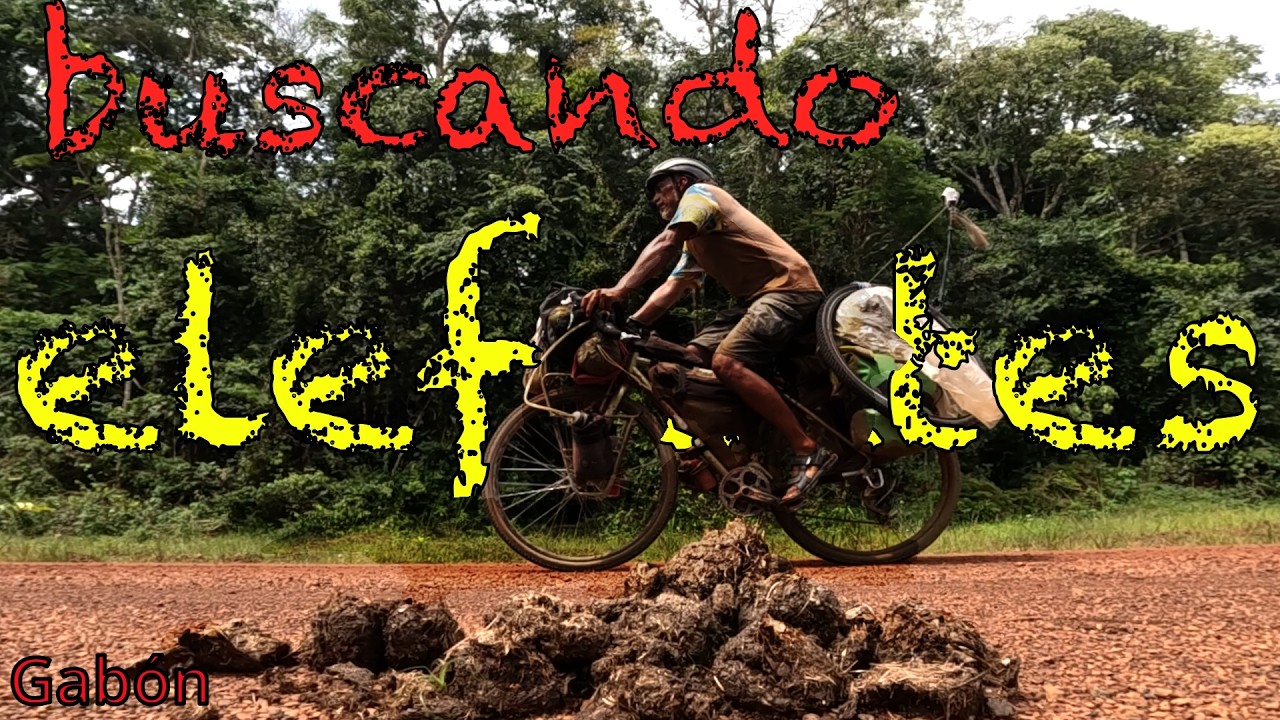 Buscando elefantes. Capítulo 82. Me desvié más de 200 km para ver este magnifico animal