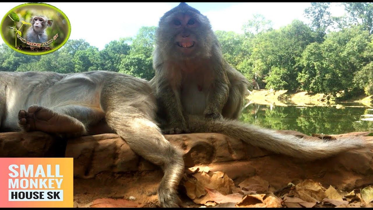 Couple monkey grooming so sweet,wife monkey grooming for husband