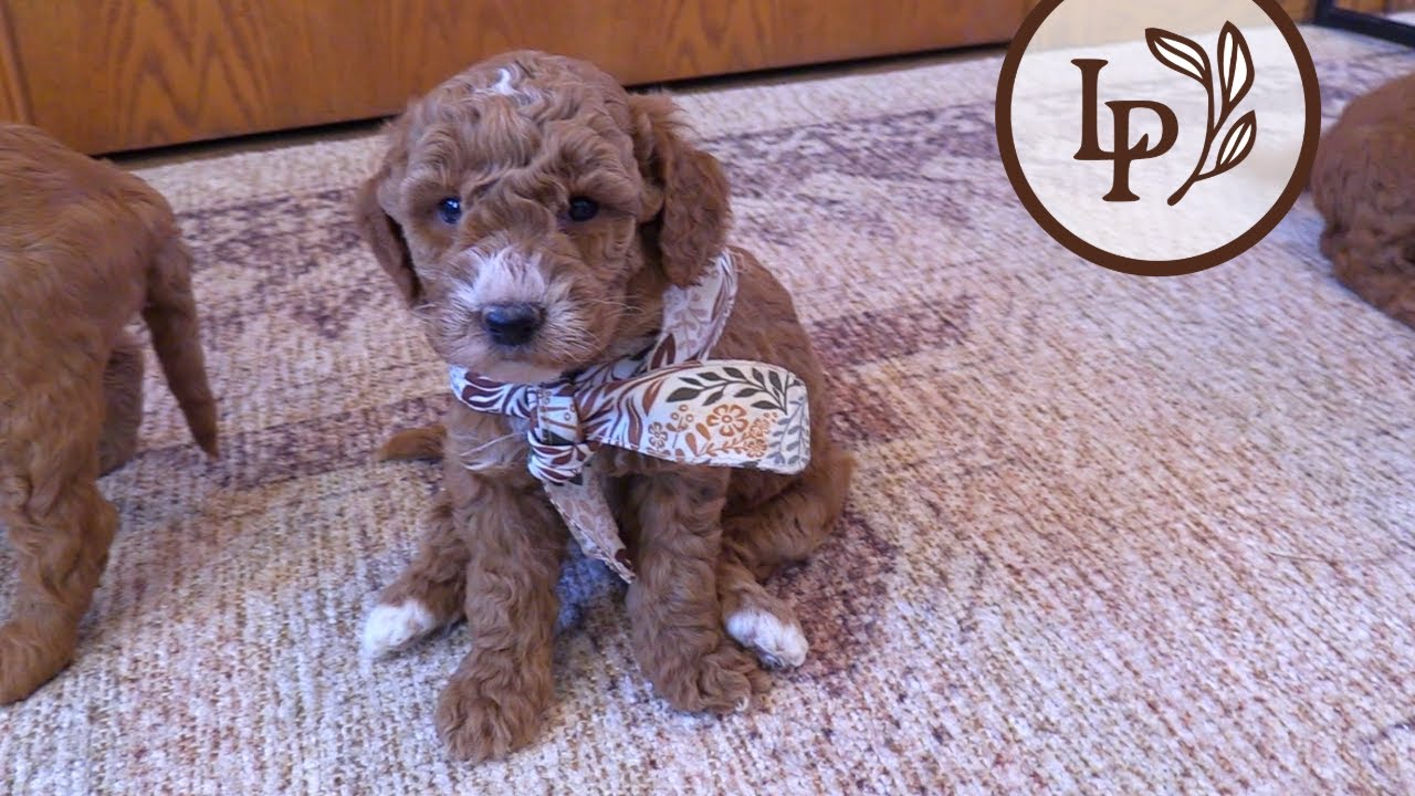 Meet Lily's F1b Medium Goldendoodle Puppies! - The 