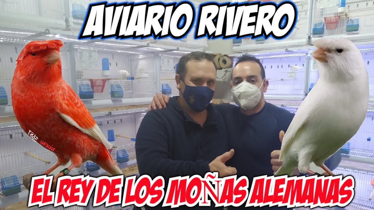 AVIARIO RIVERO EL REY DE LOS MOÑAS ALEMANAS