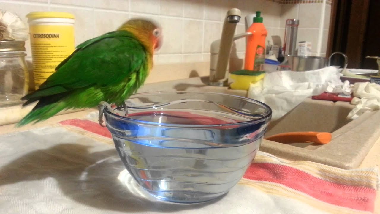 Pappagallini inseparabili bagnetto