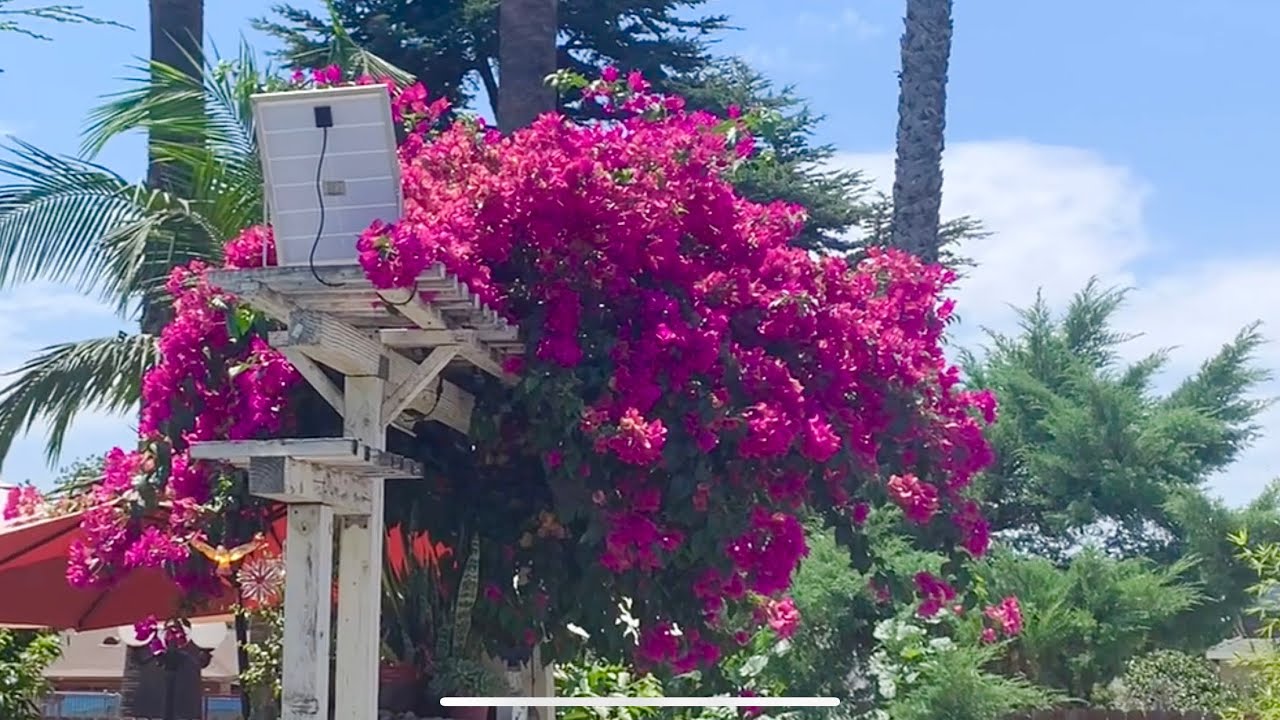 Khu vườn cây ăn trái cây cảnh của anh Sáu ở California