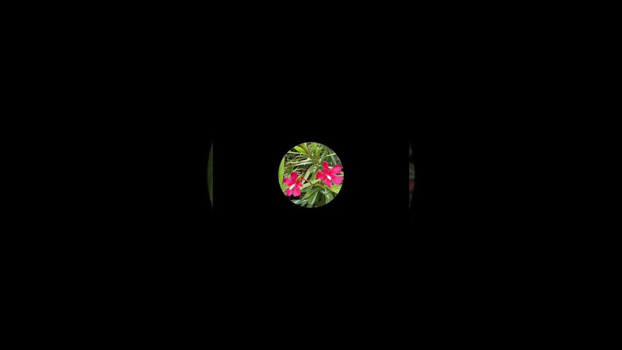 Arali poo 🌿 is live பிப்ரவரி 14 இன்னைக்கு நாள் எல்லாருக்கும் எப்படி போச்சு.....😂🤗🤗🤗😂