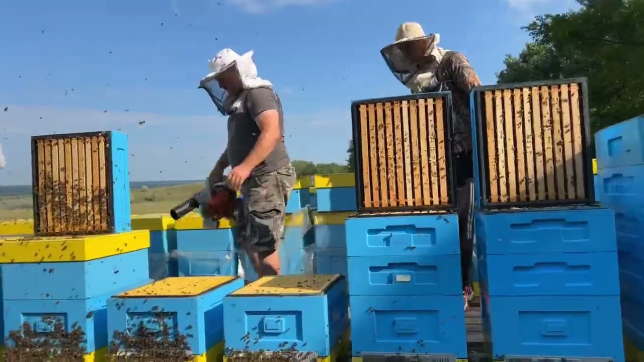 Пчеловодство в Молдове. Семейные пасеки Бодян.