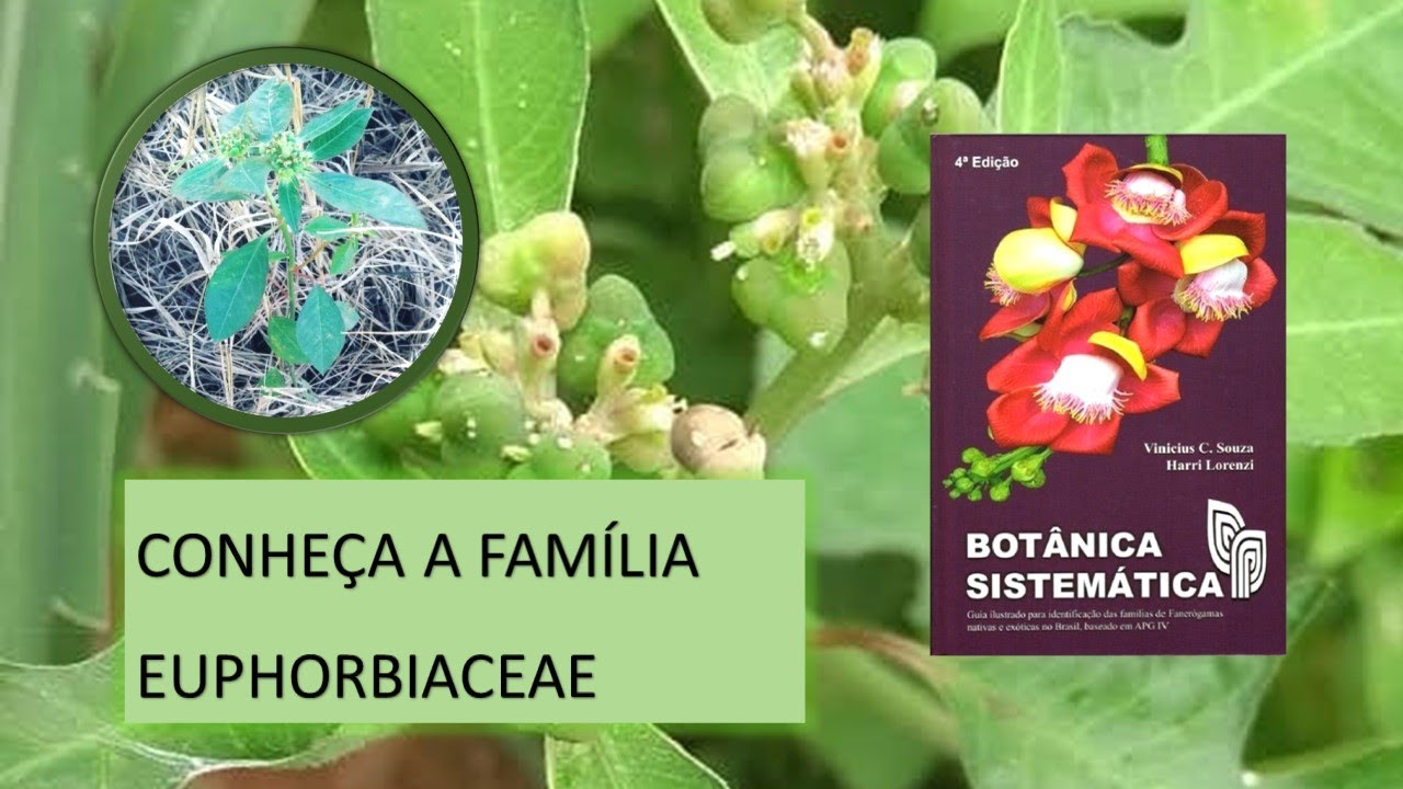 EUPHORBIACEAE: A FAMÍLIA DA MAMONA E DO AMENDOIM-BRAVO/LEITEIRA