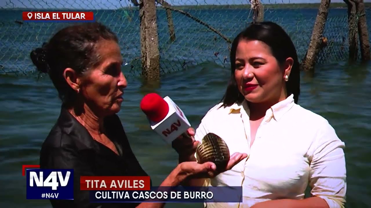 CULTIVO DE CASCOS DE BURRO