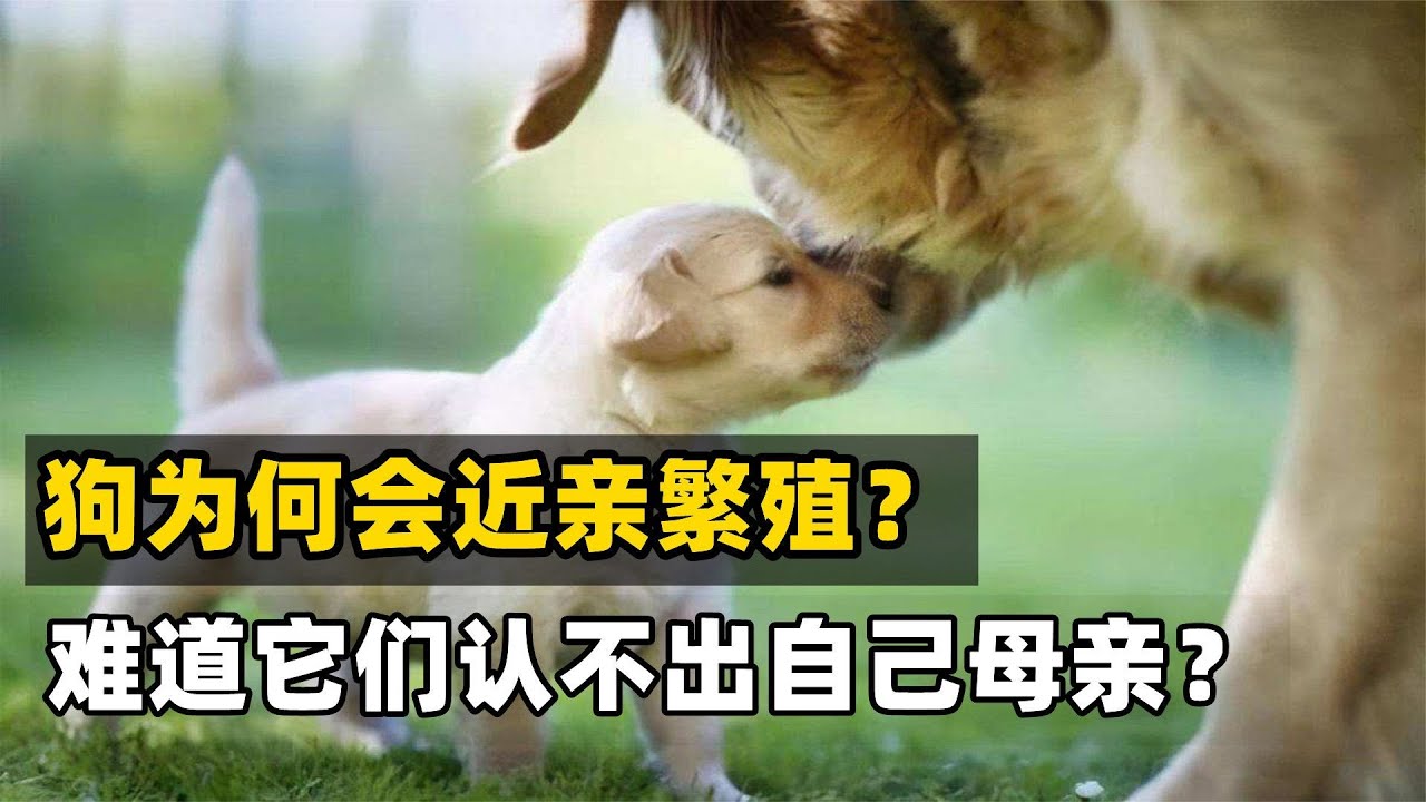 為什么狗會和母親近親繁殖？難道它們長大后，認不出自己的母親？