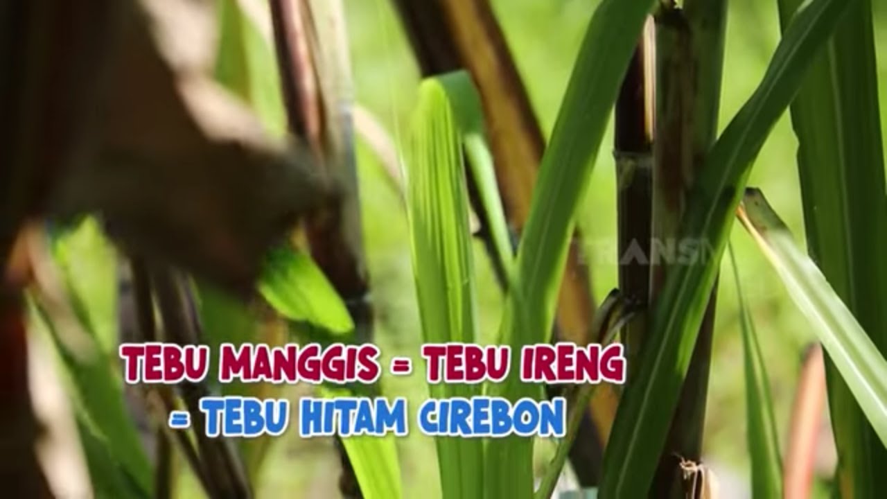 Olahan Tebu Hitam| ENAH BIKIN ENAK (03/06/22)