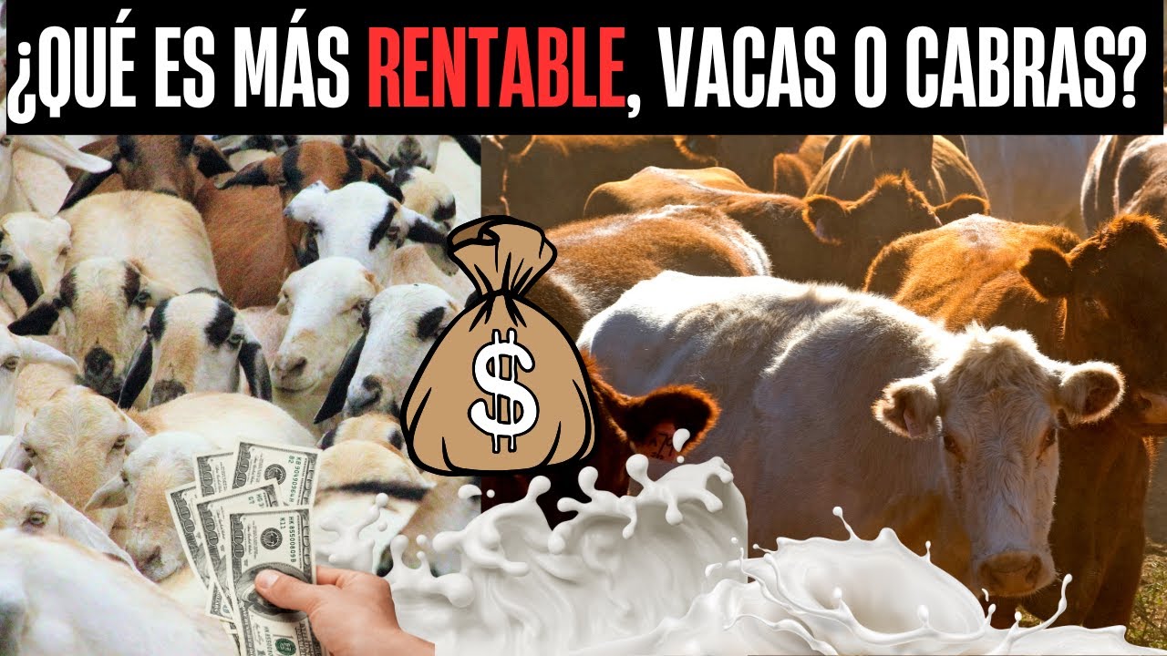 &iquest;Qu&eacute; es m&aacute;s rentable, vacas o cabras