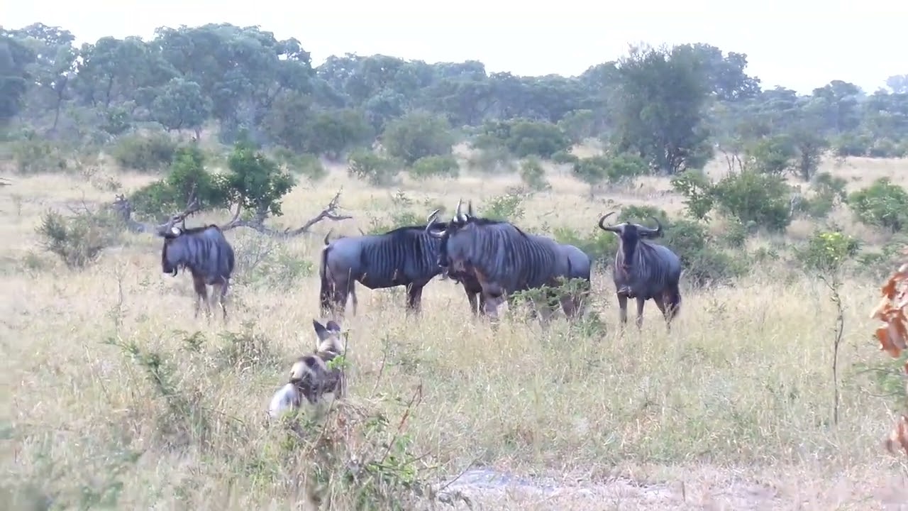 Kruger animals6