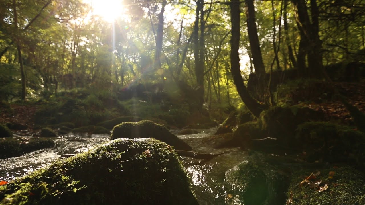 Kennall Vale - Short