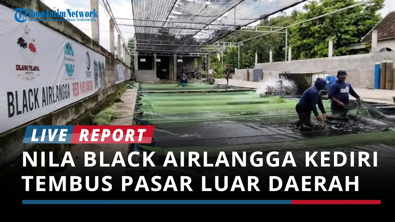 Melihat Nila Black Airlangga, Inovasi Perikanan Air Tawar Asli Kediri yang Tembus Pasar Luar Daerah