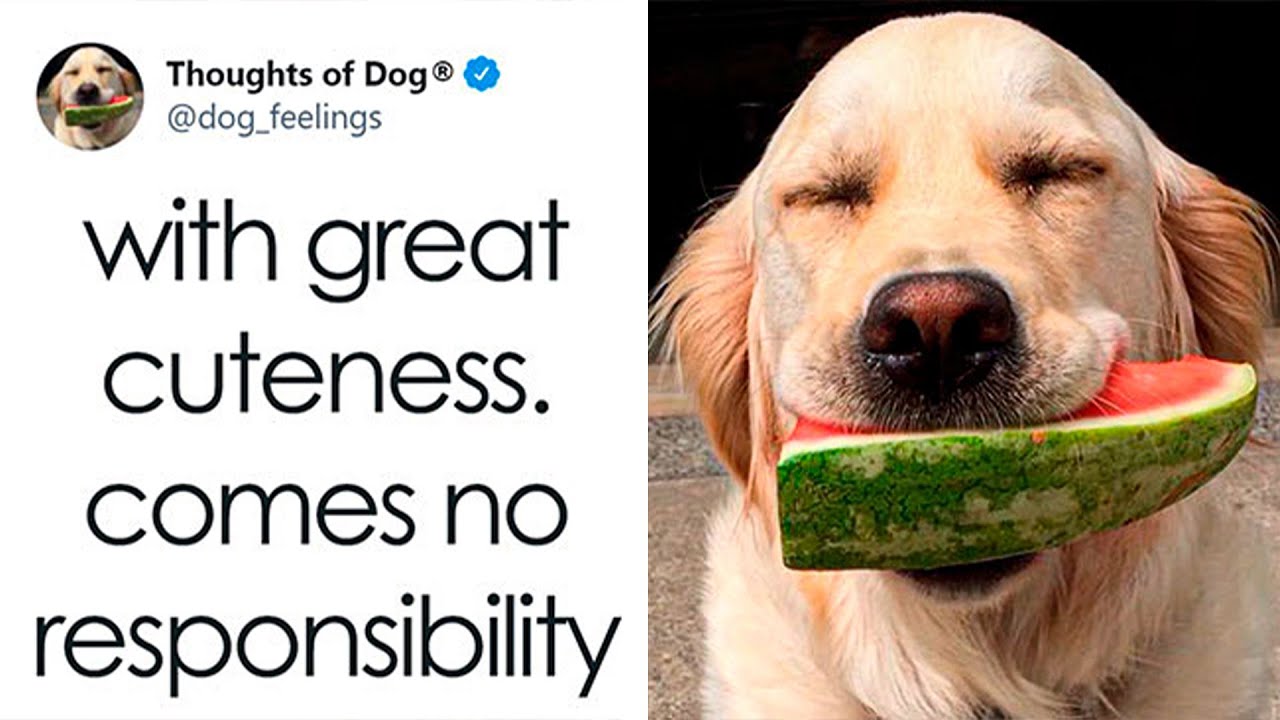 The Funniest And Most Heartwarming Canine Musings