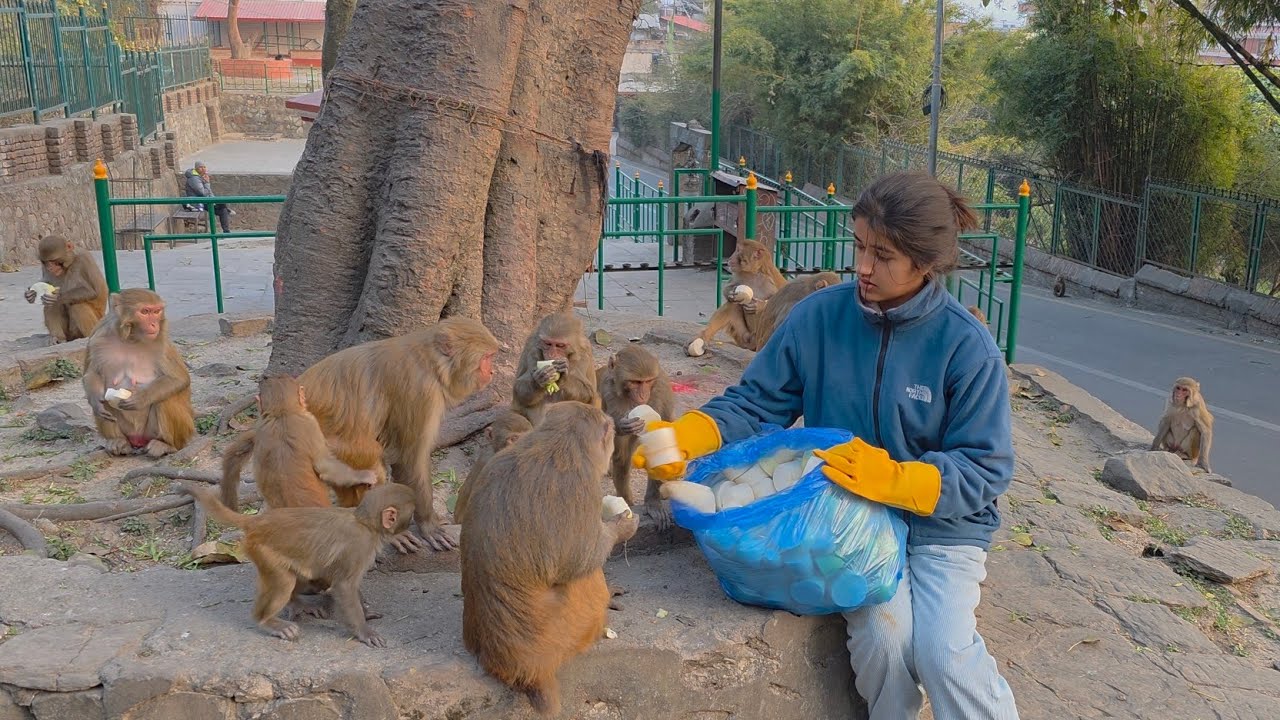 Fresh Radish & Cauliflower Made These Monkeys So Happy