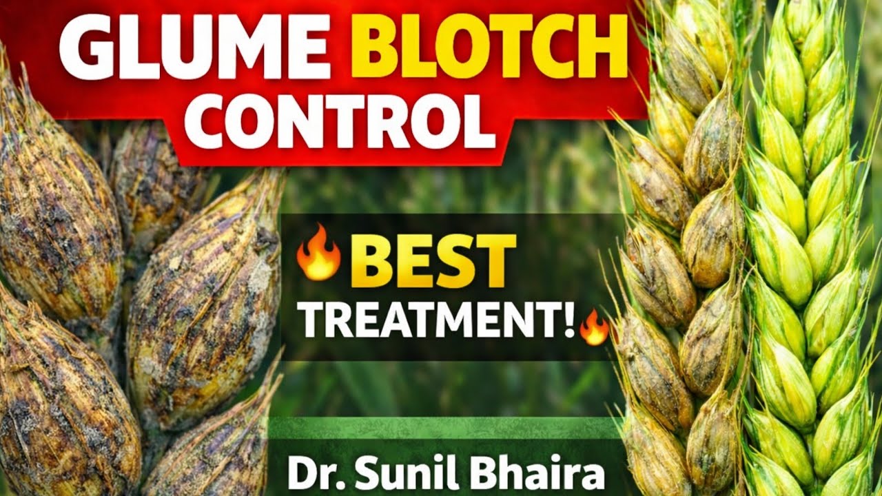 गेहूं की बालियों पर धब्बे? Glume Blotch का सही इलाज जानिए #khetikadoctor 