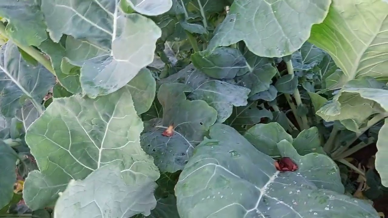 spezielle Kohlsorte Kohlbl&auml;tter ernten k&ouml;stlich und gesund #gardening #kohlrabi #lahana