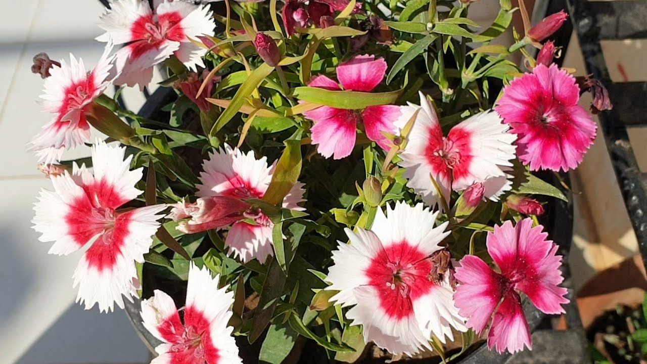 How to Make Dianthus Bloom Again || How to Get More Flowers in Dianthus || Fun Gardening