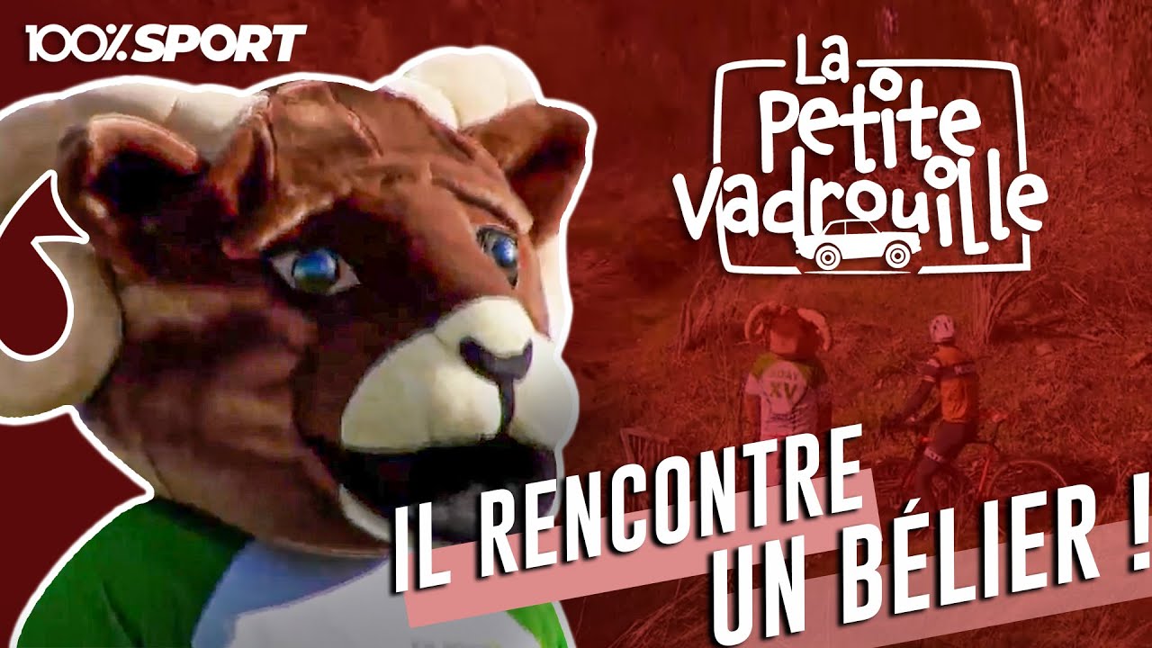 Rencontrer un bélier sur un terrain de Rugby à Soignies / 100%Sport