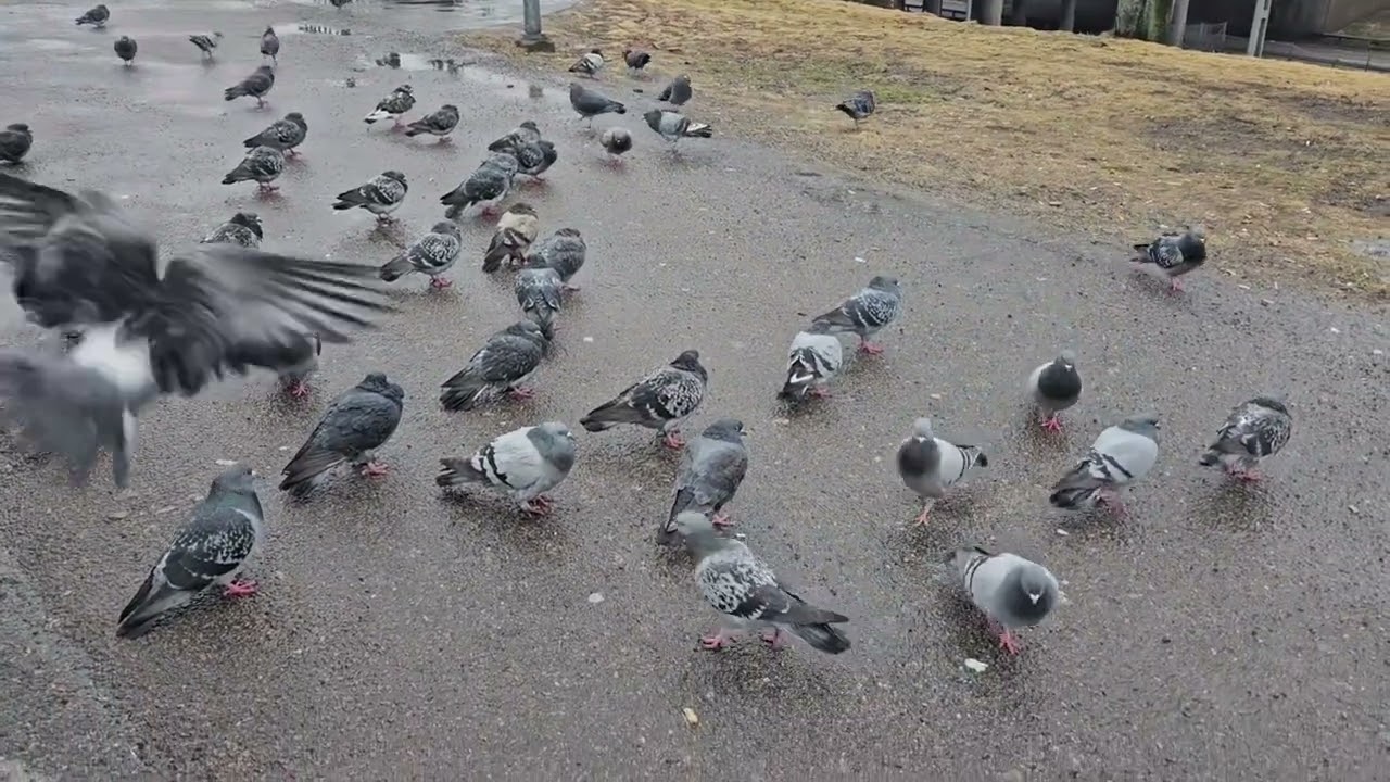 A flock of pigeons