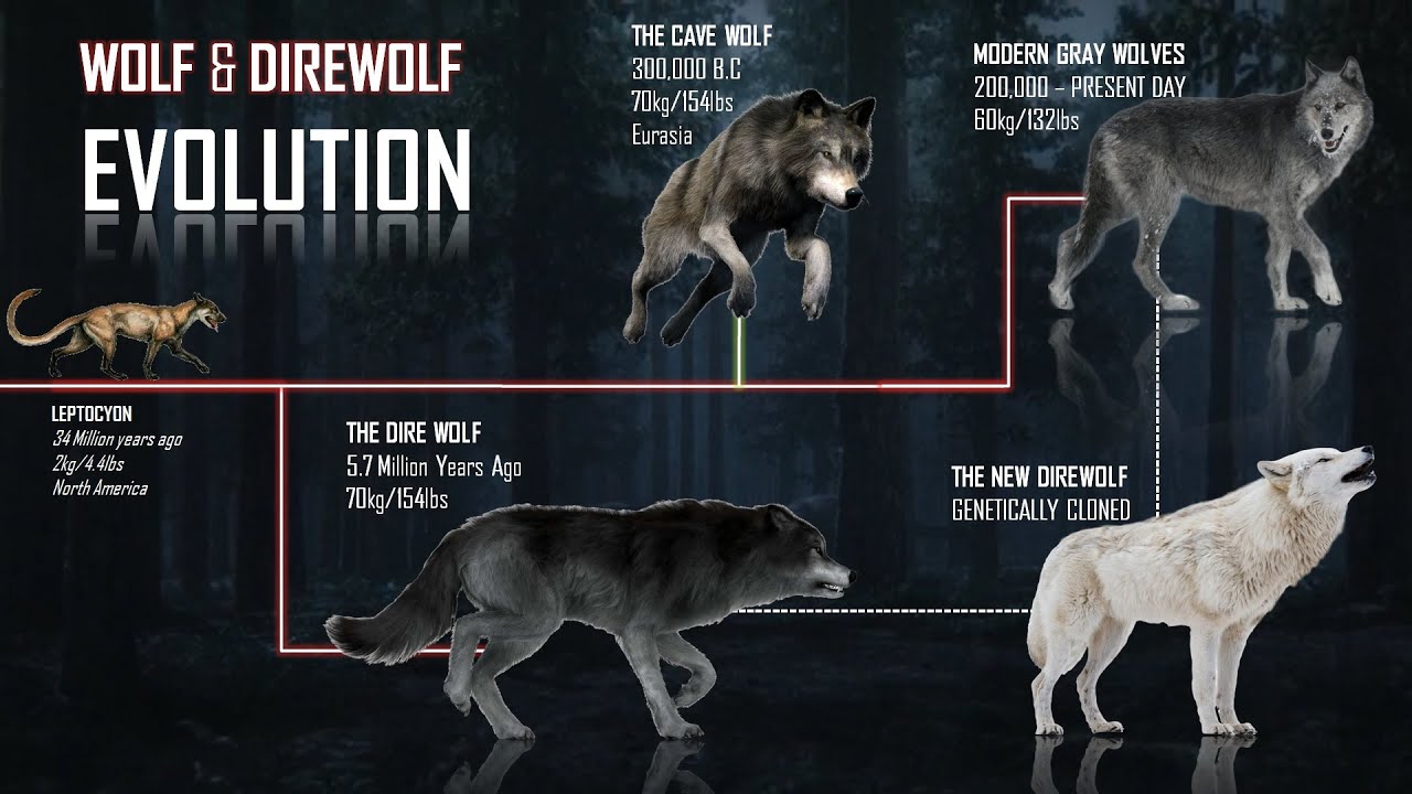 Evolution & Timeline Of Wolves and The Direwolf