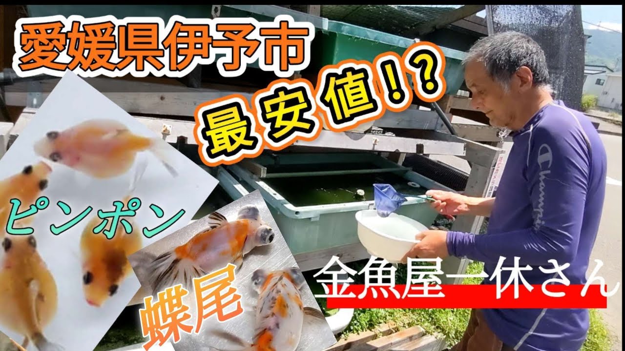 愛媛県最安値!?　金魚屋一休さん　蝶尾やピンポンパール好きな人必見