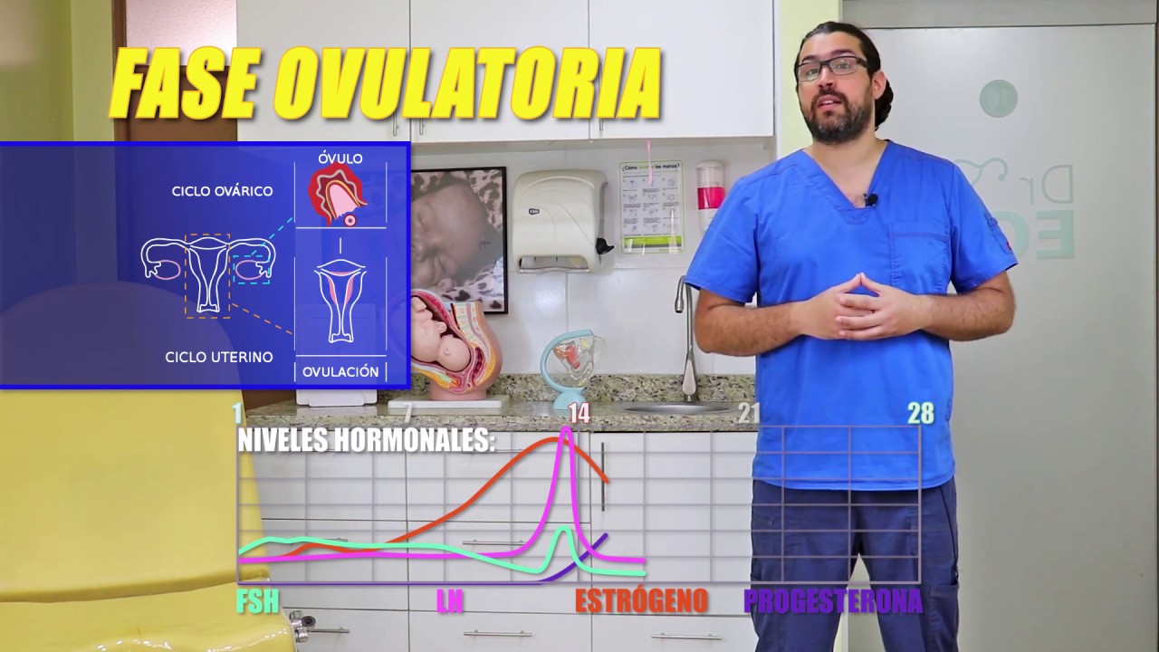Ciclo Menstrual| ¿Qué Hormonas intervienen? ¿Por qué se Ovula?|Dr Ego