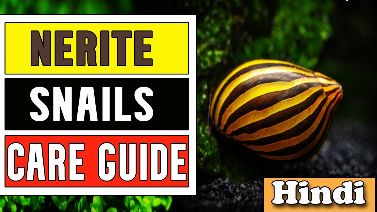 Nerite snail care guide | Hindi