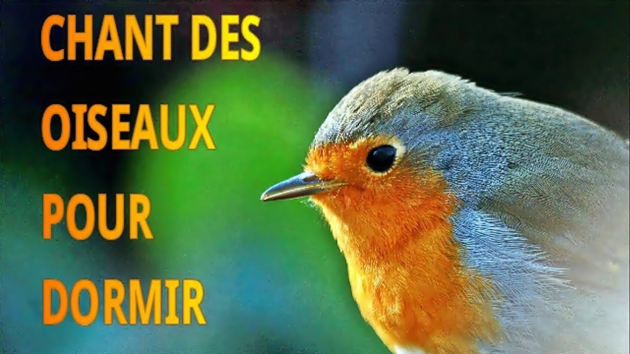 CHANTS d'OISEAUX, BRUIT des VAGUES, pour dormir, se détendre.