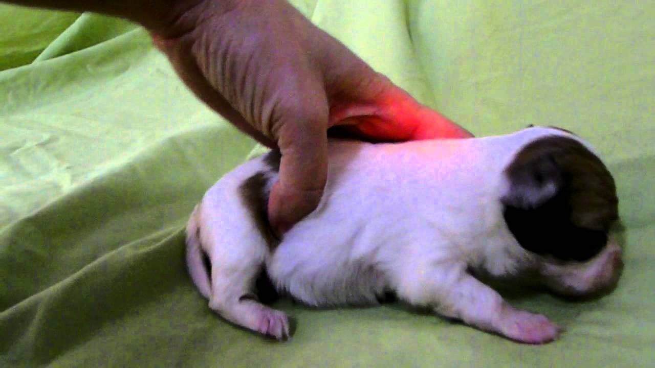 Clio video.MOV