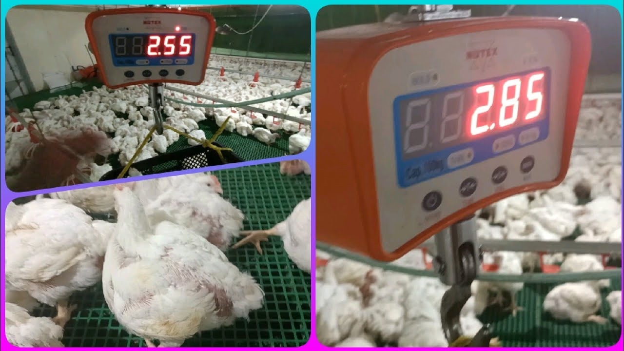30 days  2.85 to 2.6 kilo grams chicken broiler harvesting  30 days