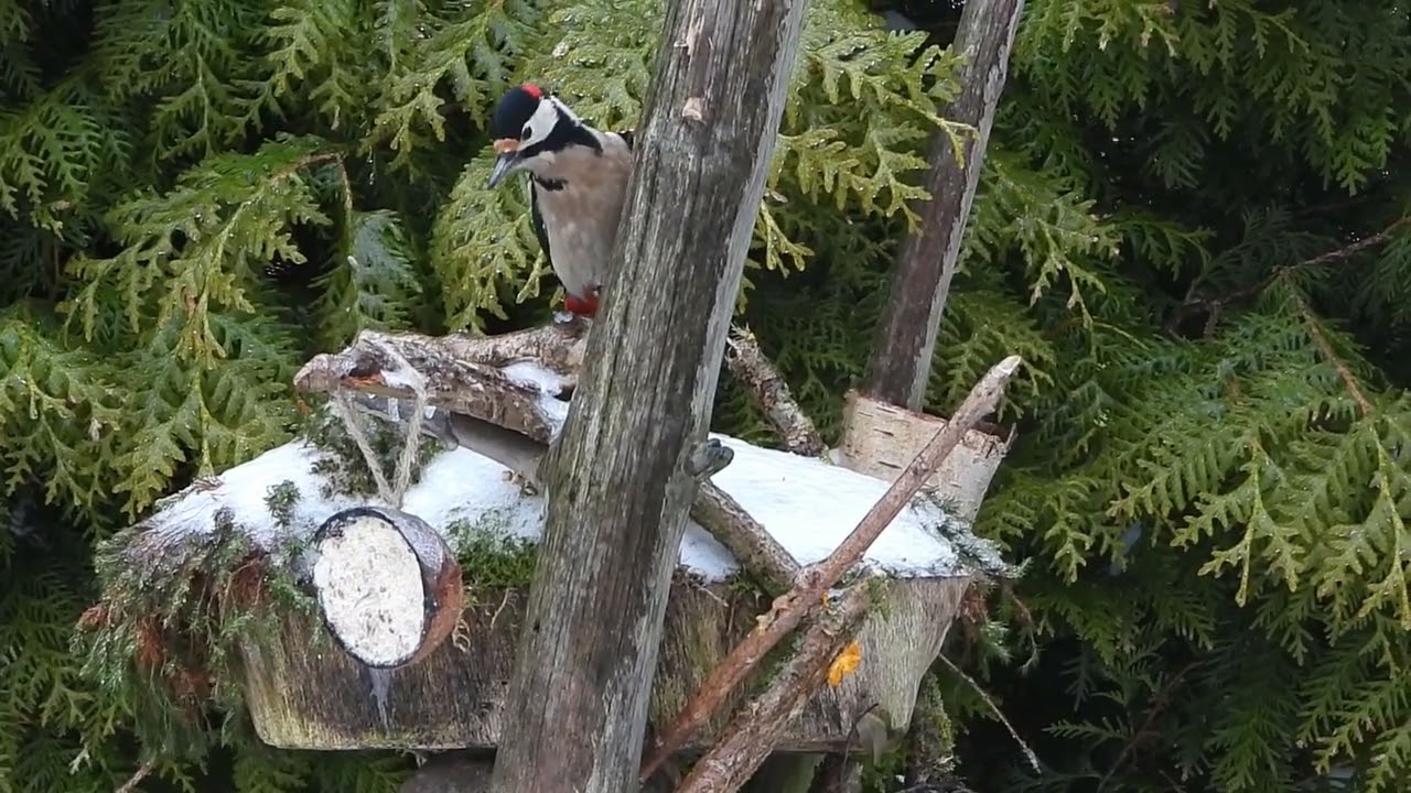 unserem bunten specht war erst nach verstecken um dann lustvoll am futterplatz zu randalieren ... 😎