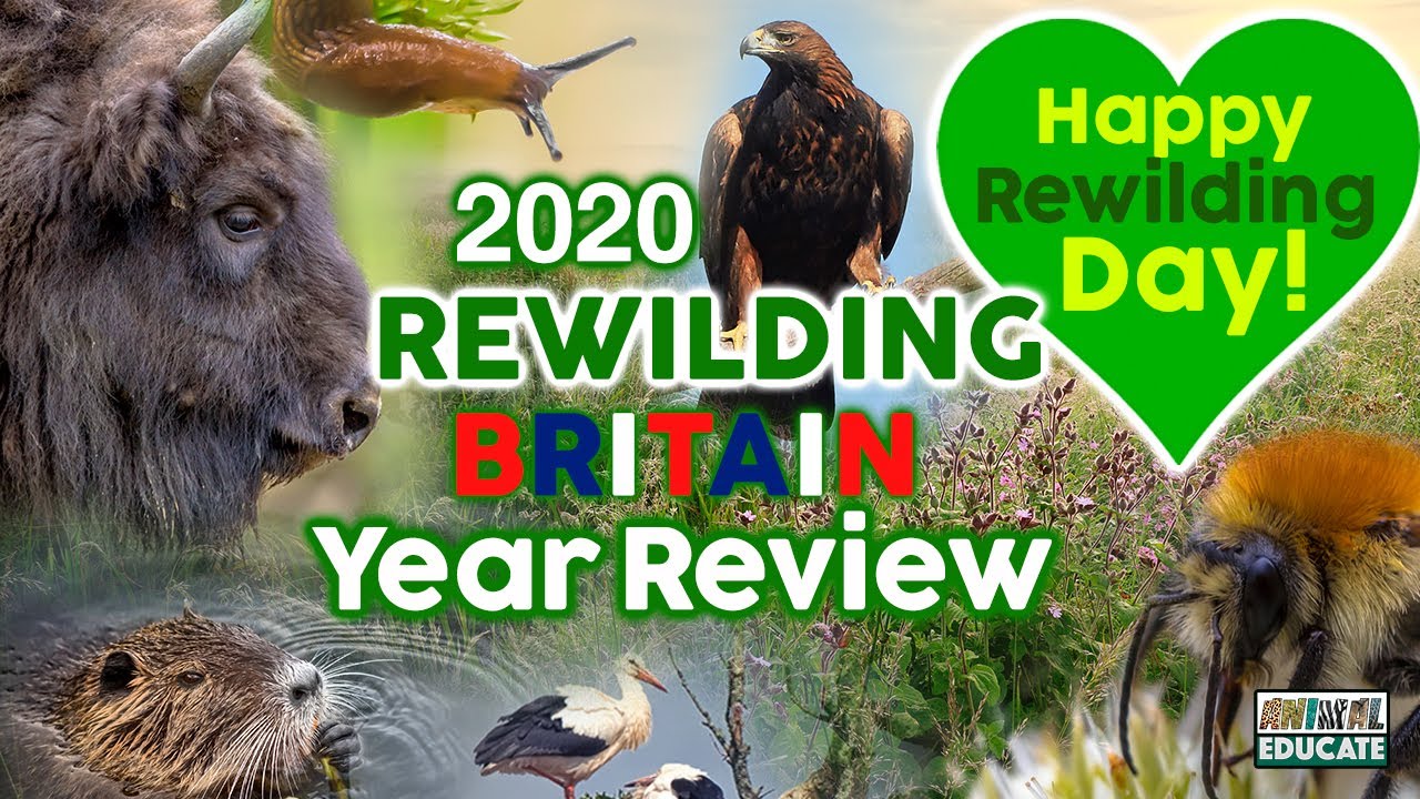 Rewilding Britain 2020 Year Review 🌱 Happy Rewilding Day!