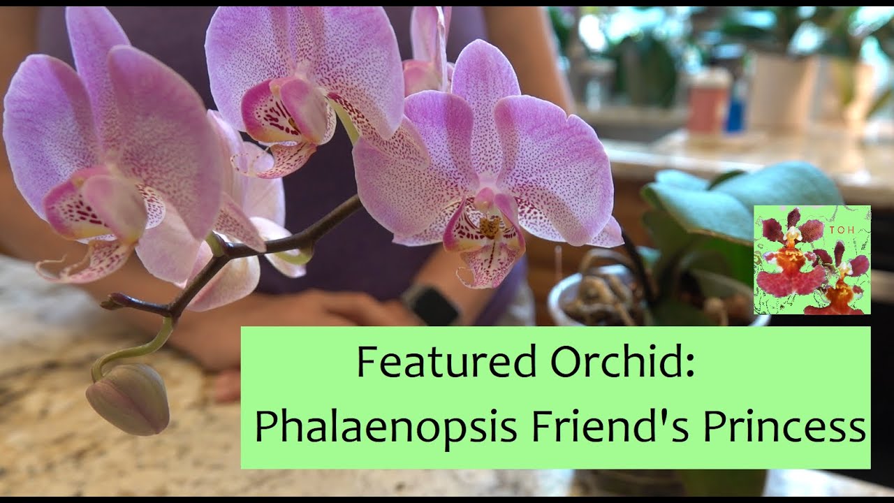 Featured Orchid:  Phalaenopsis Friend's Princess | Hardy, Easy Grower & Determined to Bloom!