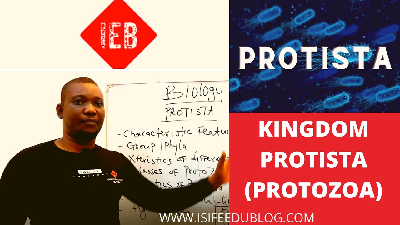 KINGDOM PROTISTA || PROTOZOA