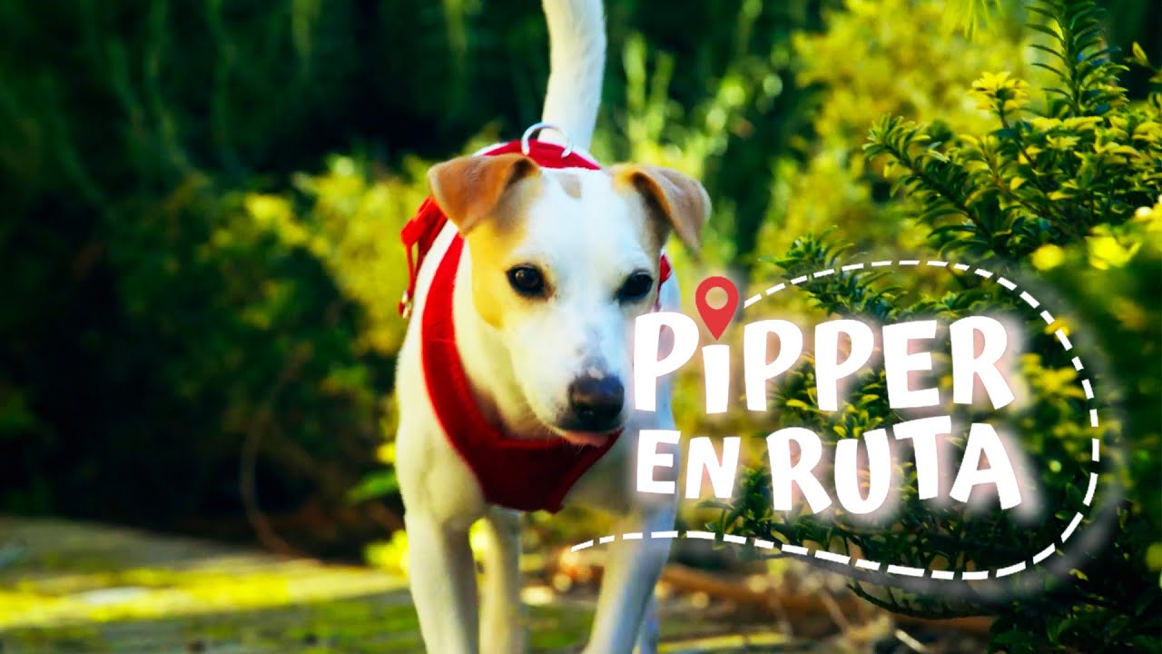 Pipper en ruta - Cáceres | La2