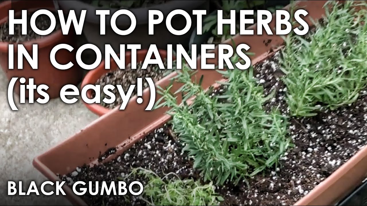 How to plant Herbs in Containers- Its SO EASY! || Black Gumbo