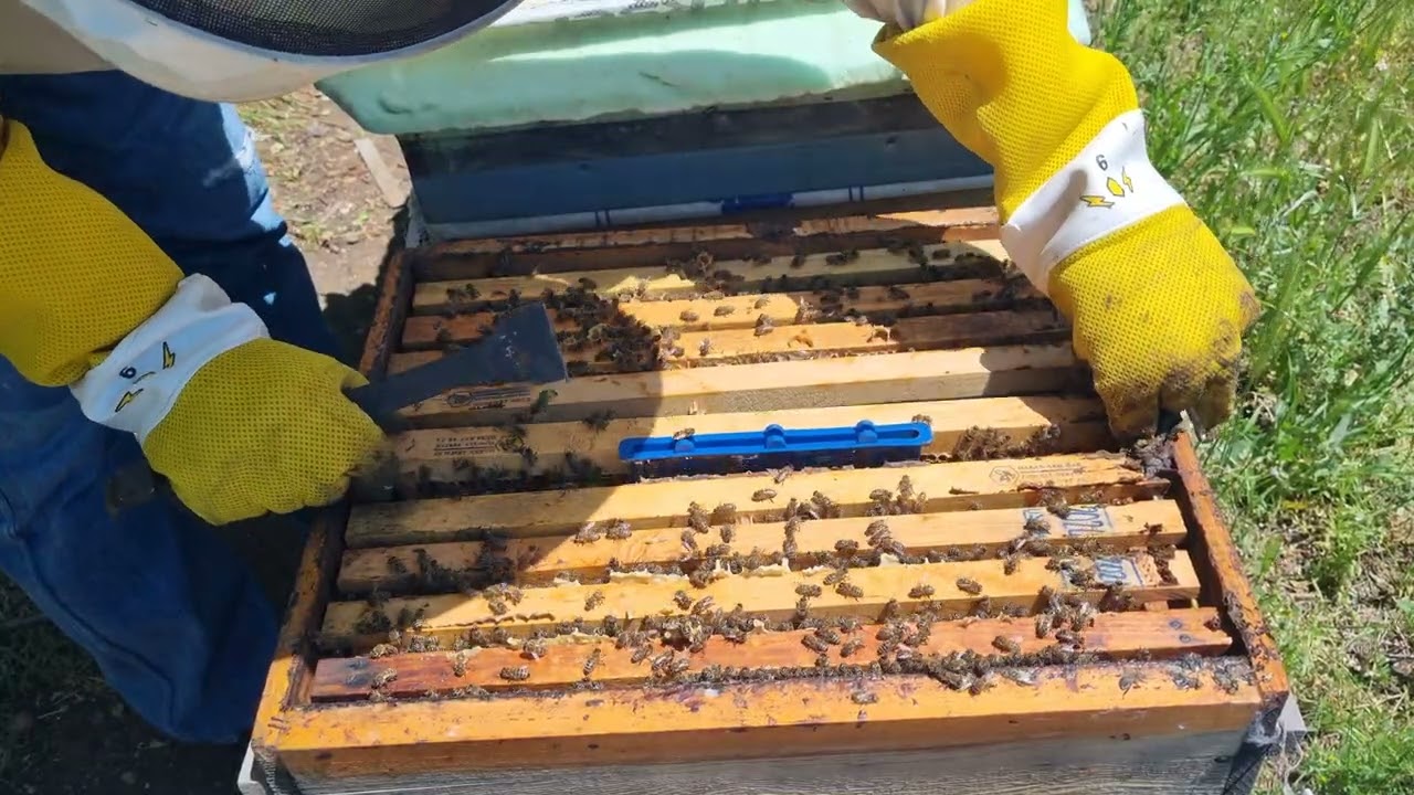 Yeni kralicelerimiz ve ablalari   #queen#bee#karniyol#carnica