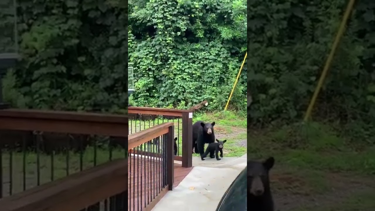 Black bears at our cabin in Gatlinburg