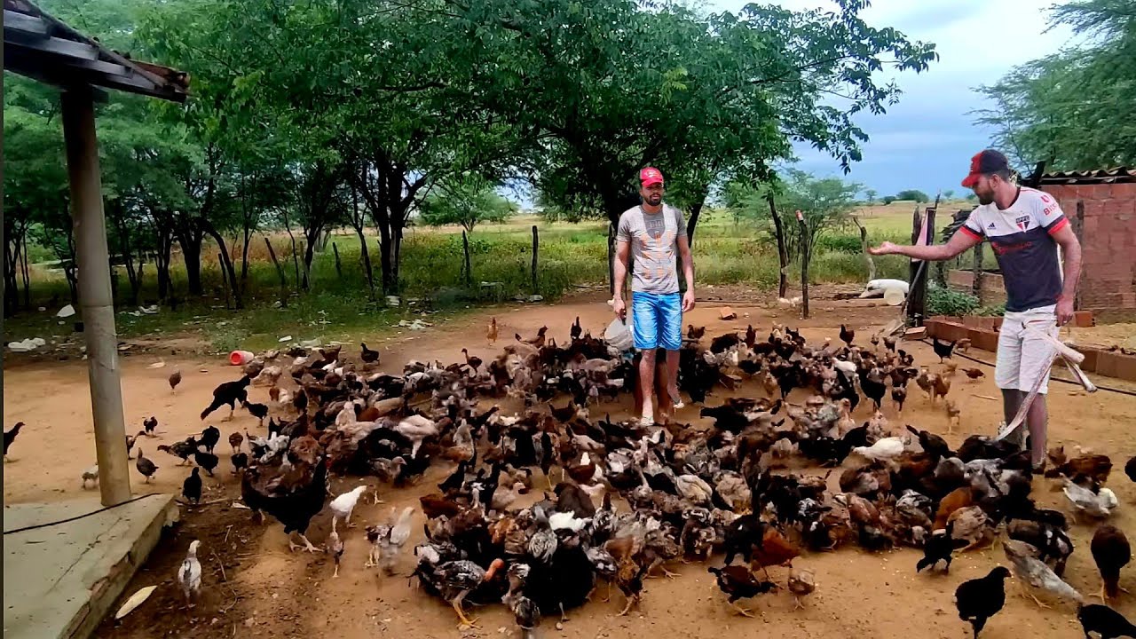 A MAIOR CRIAÇÃO DE GALINHAS CAIPIRA SOLTA DO Brasil 