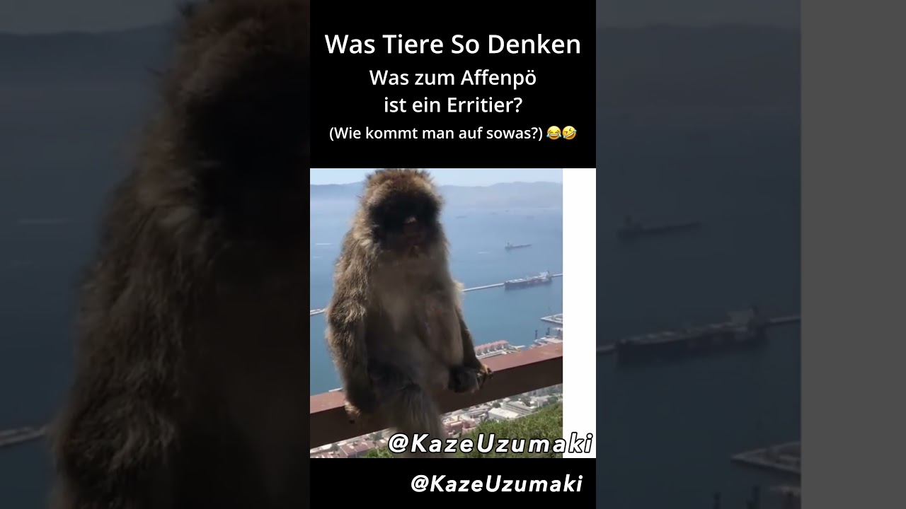 Affen im Urlaub 😂 Lustige Tiervideos | Funny Talking Animals 