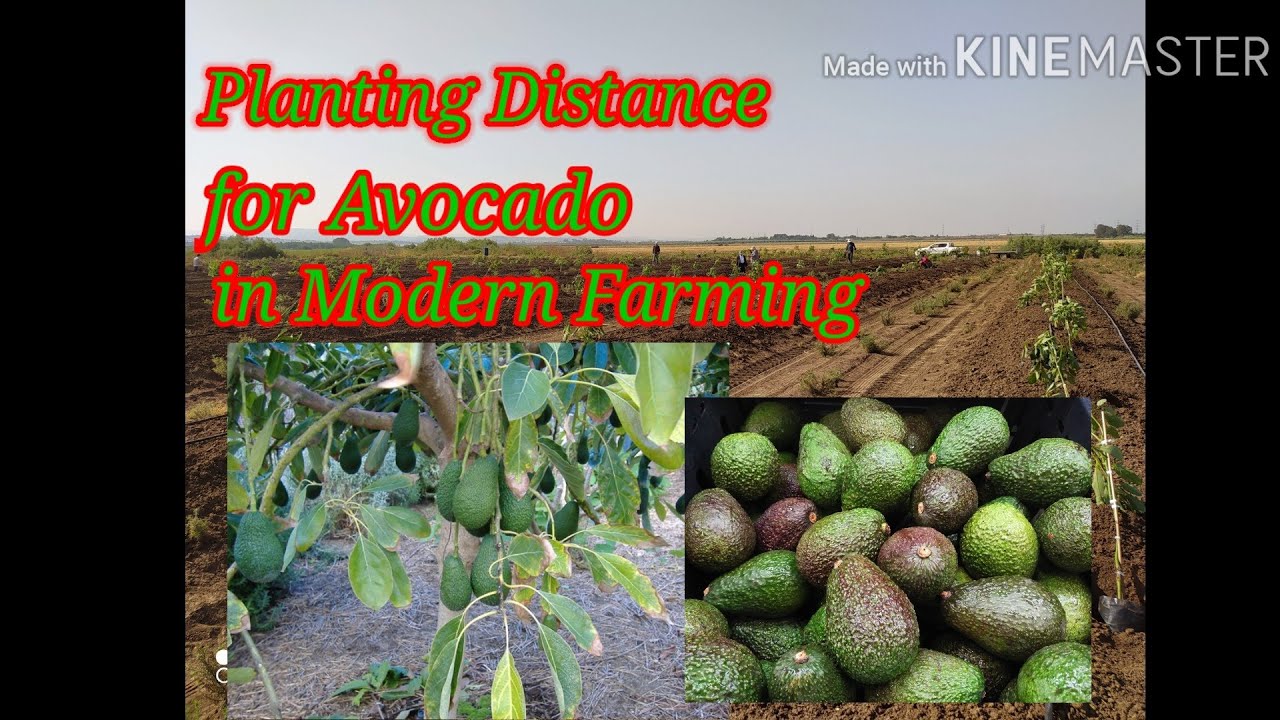 Planting Distance for Avocado in Modern Farming