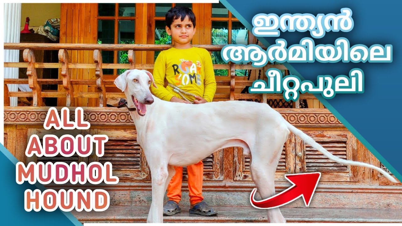 സൈന്യത്തിലെ വേട്ട നായ / MUDHOL HOUND DOG 🔥