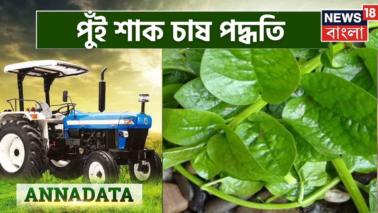 Annadata: পুঁইশাক চাষে কৃষকের অভিজ্ঞতা, কীভাবে করবেন এই চাষ? জেনে নিন অন্নদাতায় | Bangla News