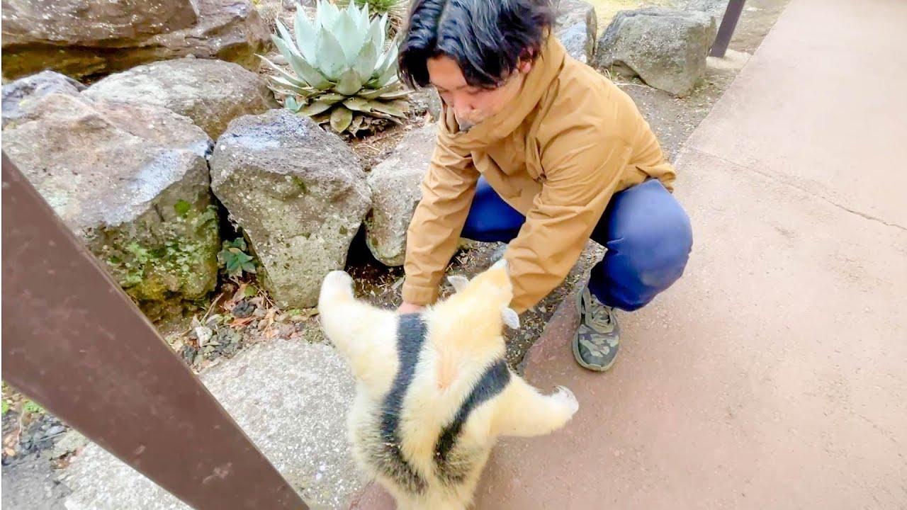 半年ぶりに再会したアリクイと飼育員　【長崎バイオパーク×伊豆シャボテン動物公園】