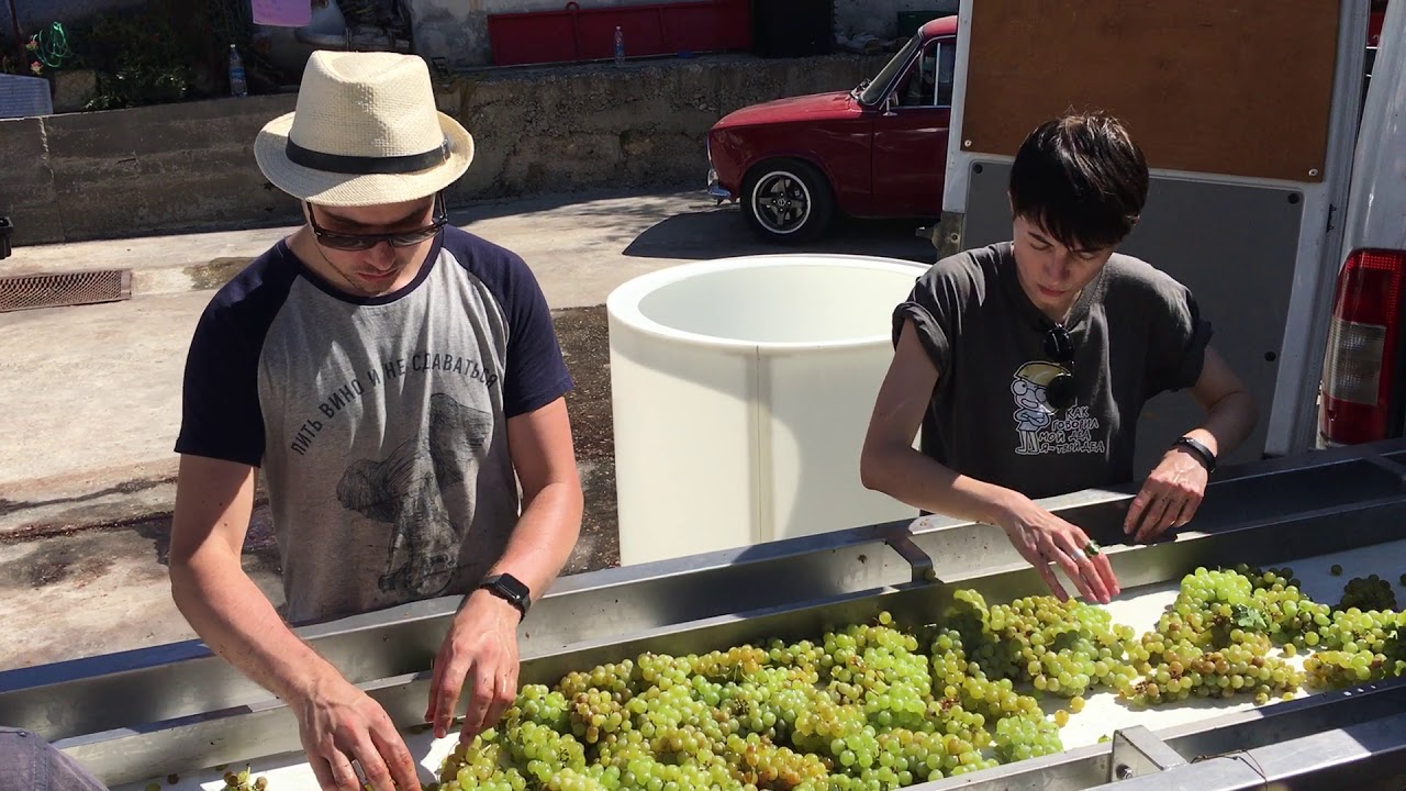 Yaiyla Muscat Orange 2020 - сортировка винограда