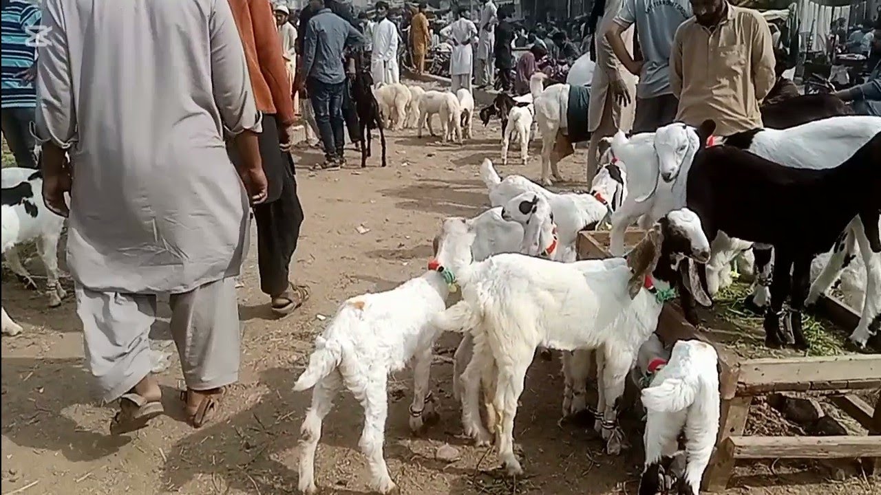 Saal 2026 ki Qurbani ka janwar OrangiTown Nishan e Haider Sunday Market me Aj hi visit karen
