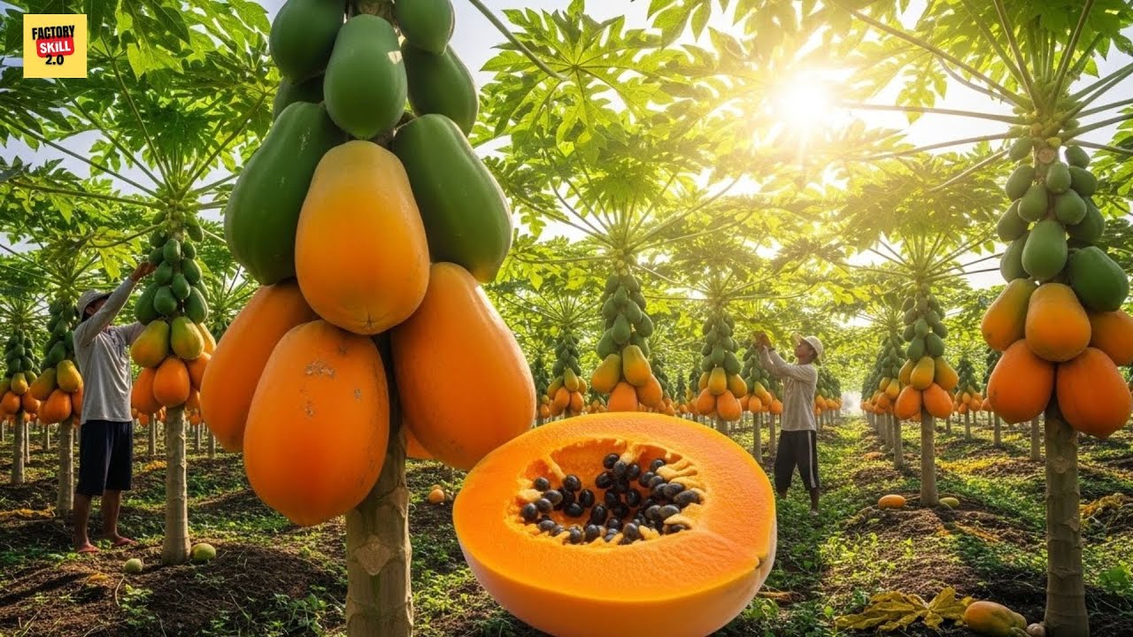 🍈 Inside the Papaya Farm: From Fresh Papaya to Market