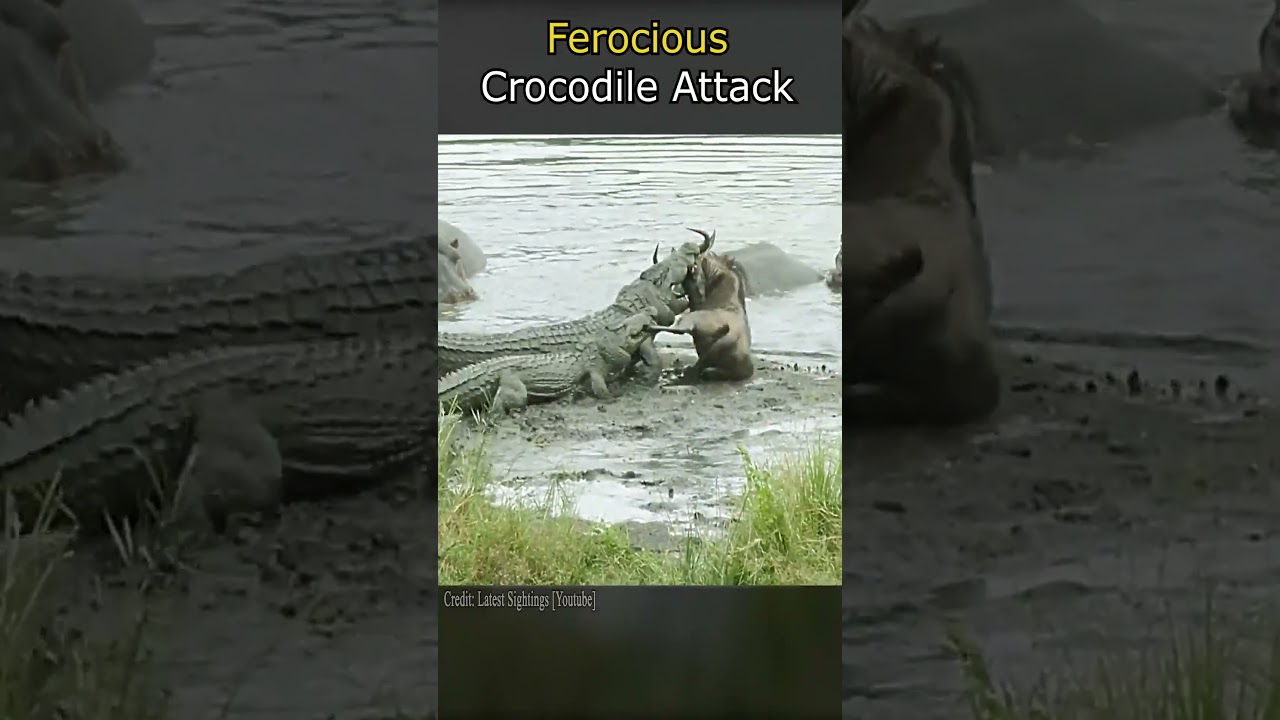 Ferocious Crocodile Attack