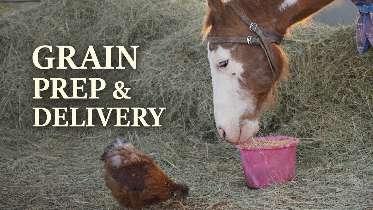 Grain Prep & Delivery 🐴 Real Barn Life Feeding Time